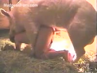 Zoophilia Sex - Fat pig unbelievably copulates its owner in his well-used booty
